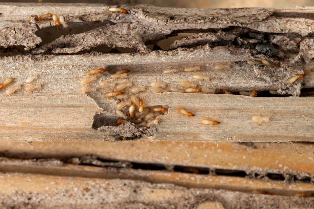 Best Bird Control  in Ironwood, MI