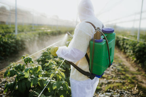 Wasp Removal Services in Ironwood, MI